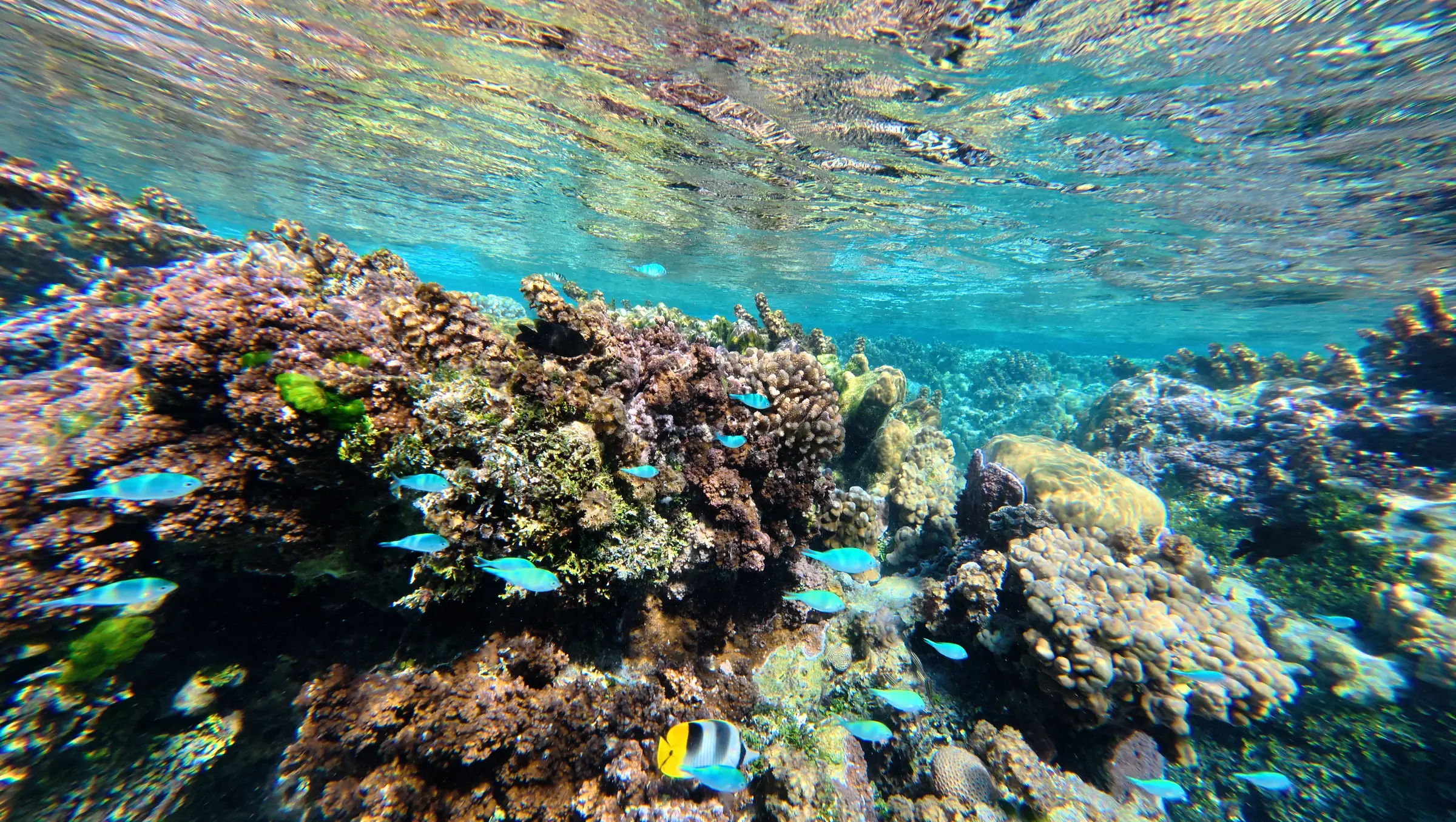 Snorkeling parmi les poissons du lagon polynésien
